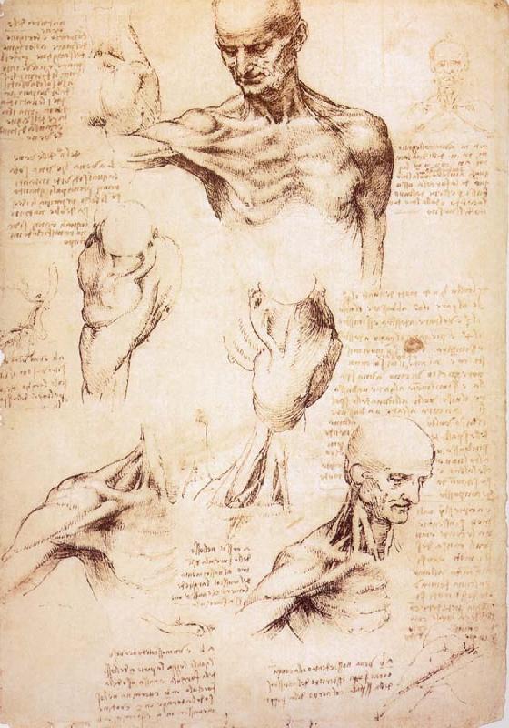 LEONARDO da Vinci The muscles of Thorax and shoulders in a lebnden person oil painting image